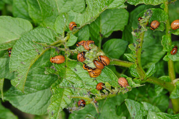 Kartoffelkäfer,  Leptinotarsa decemlineata, Larve