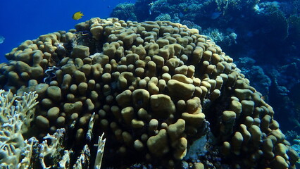Knob coral (Goniastrea stelligera) undersea, Red Sea, Egypt, Sharm El Sheikh, Montazah Bay