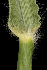 Feathertop Grass (Cenchrus longisetus). Ligule and Leaf Sheath Closeup