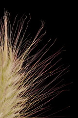 Feathertop Grass (Cenchrus longisetus). Inflorescence Detail Closeup