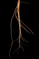 Green Amaranth (Amaranthus viridis). Root Closeup