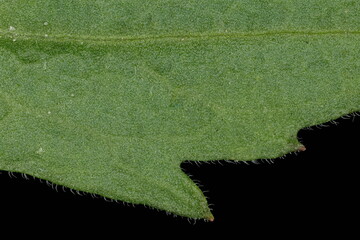 Flax-Leaf Fleabane (Erigeron bonariensis). Leaf Detail Closeup