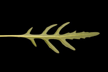Perennial Wall-Rocket (Diplotaxis tenuifolia). Leaf Closeup