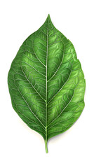 Obraz premium Sunflower leaf with vivid green veins and rough texture isolated on white background