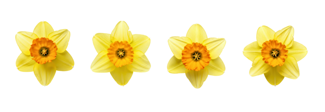 Variety of Daffodils in Bloom on transparent background, png