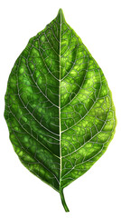 Fototapeta premium Textured sunflower leaf with vivid green veins isolated on white background