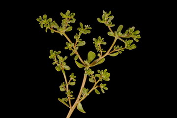Common Purslane (Portulaca oleracea). Shoot Closeup