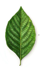 Obraz premium Walnut tree leaf with green veins and rough texture isolated on white background