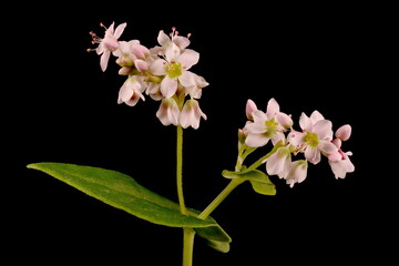 Buckwheat (Fagopyrum esculentum). Inflorescence Closeup