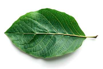 Obraz premium Realistic walnut tree leaf with deep green texture and visible vein patterns isolated on white background