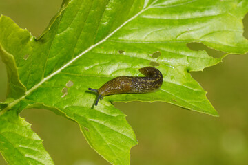 Yellow Slug ( Limacus flavus synonym Limax flavus). Family keelback slugs (Limacidae). Crawling over a leaf. Spring, Netherlands, May
