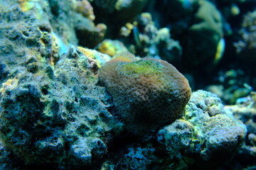 Knob coral (Goniastrea stelligera) undersea, Red Sea, Egypt, Sharm El Sheikh, Montazah Bay