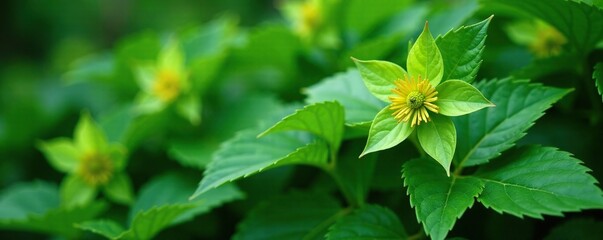 Evergreen foliage on Hellebore oriental green plant, hellebore, verdant, foliage