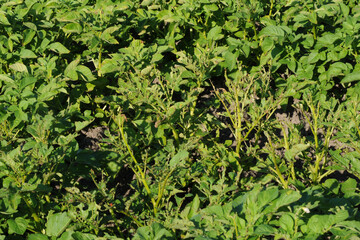 Kartoffelkäfer,  Leptinotarsa decemlineata, Larve