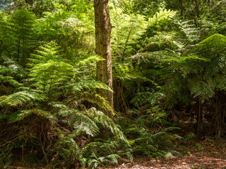 Sole Tree Trunk Amongst the ferns