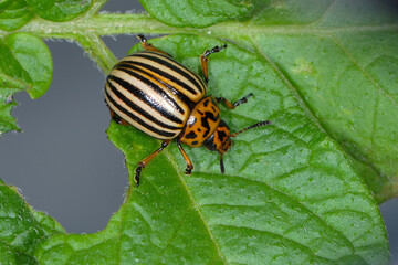 Kartoffelkäfer,  Leptinotarsa decemlineata