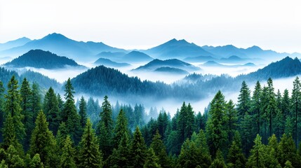 Obraz premium Misty Mountain Landscape with Evergreen Trees and Rolling Fog in a Tranquil Setting