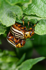 Kartoffelkäfer,  Leptinotarsa decemlineata