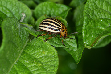 Kartoffelkäfer,  Leptinotarsa decemlineata