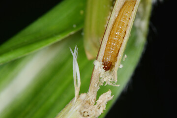 Maisz&uuml;nsler,  Ostrinia nubilalis