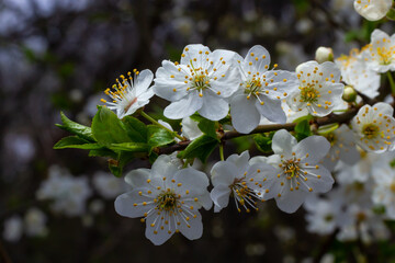 Selective focus of beautiful branches of plum blossoms on the tree under blue sky, Beautiful Sakura flowers during spring season in the park, Floral pattern texture, Nature background