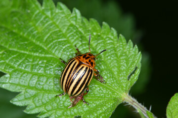 Kartoffelkäfer,  Leptinotarsa decemlineata