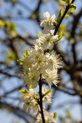 Selective focus of beautiful branches of plum blossoms on the tree under blue sky, Beautiful Sakura flowers during spring season in the park, Floral pattern texture, Nature background