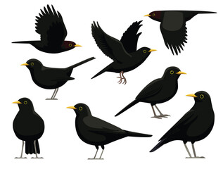 Common Blackbird Thrush Various Poses Cartoon Vector Character
