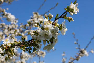 Selective focus of beautiful branches of cherry blossoms on the tree under blue sky, Beautiful Sakura flowers during spring season in the park, Floral pattern texture, Nature background