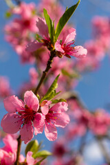 Peach tree, blurred background. Blooming tree in spring with pink flowers. The beauty of the spring...