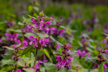 Deaf nettle blooming in a forest, Lamium purpureum. Spring purple flowers with leaves close up