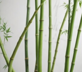 A stunning shot of fresh cut bamboo with a clean and minimalist composition on a white background, woodsy, uncluttered
