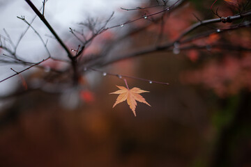autumn in the forest