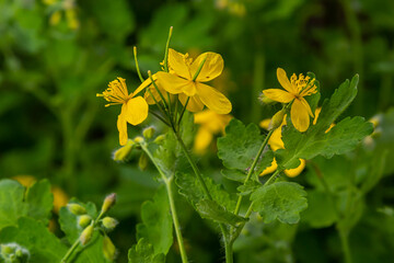 Macro photo of natural yellow flowers of celandine. Background blooming flowers plant celandine