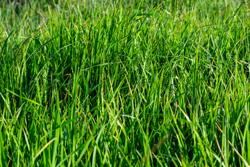 Background of a green grass on a summer meadow