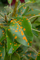 Pear leaves with pear rust infestation
