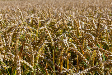 Wheat meadow. Ripe Gold Barley field in summer. Nature organic Yellow rye plant Growing to harvest. World global food with sunset in farm land autumn scene background. Happy Agricultural countryside