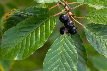 Leaves and fruits of the medicinal shrub Frangula alnus, Rhamnus frangula with poisonous black and...