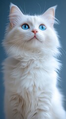 Fototapeta premium Adorable white longhair cat with bright blue eyes looking up.