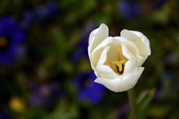 Beautiful flowers colourful tulips. Natural background Spring flowering tulips.