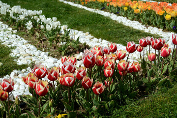 Beautiful flowers colourful tulips. Natural background Spring flowering tulips.