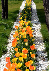 Beautiful flowers colourful tulips. Natural background Spring flowering tulips.
