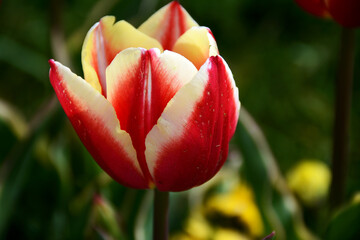Beautiful flowers colourful tulips. Natural background Spring flowering tulips.