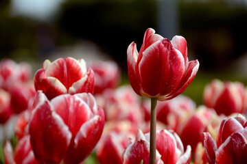 Beautiful flowers colourful tulips. Natural background Spring flowering tulips.