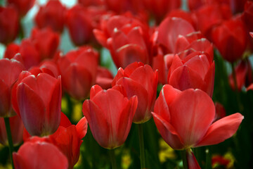 Beautiful flowers colourful tulips. Natural background Spring flowering tulips.