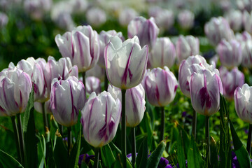 Beautiful flowers colourful tulips. Natural background Spring flowering tulips.