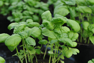 Basilikum, Ocimum basilicum