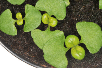 Basilikum, Ocimum basilicum