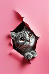 portrait of a cat inside the box