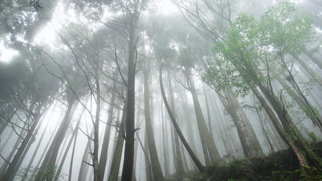 Beautiful  rain forest with cedar trees 